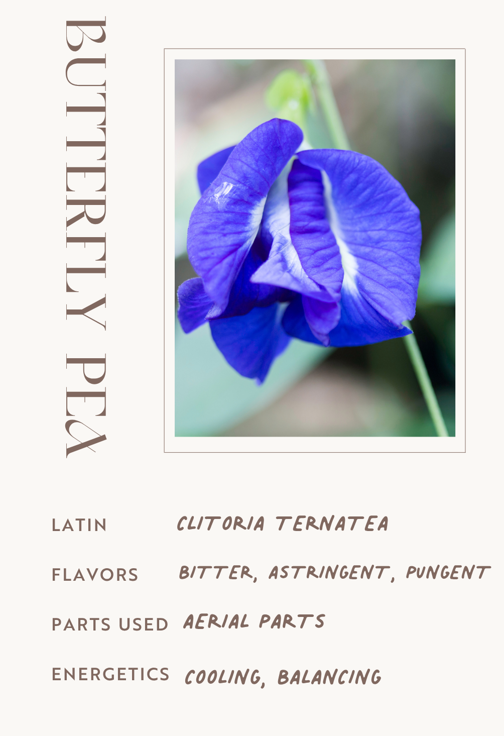 Butterfly Pea