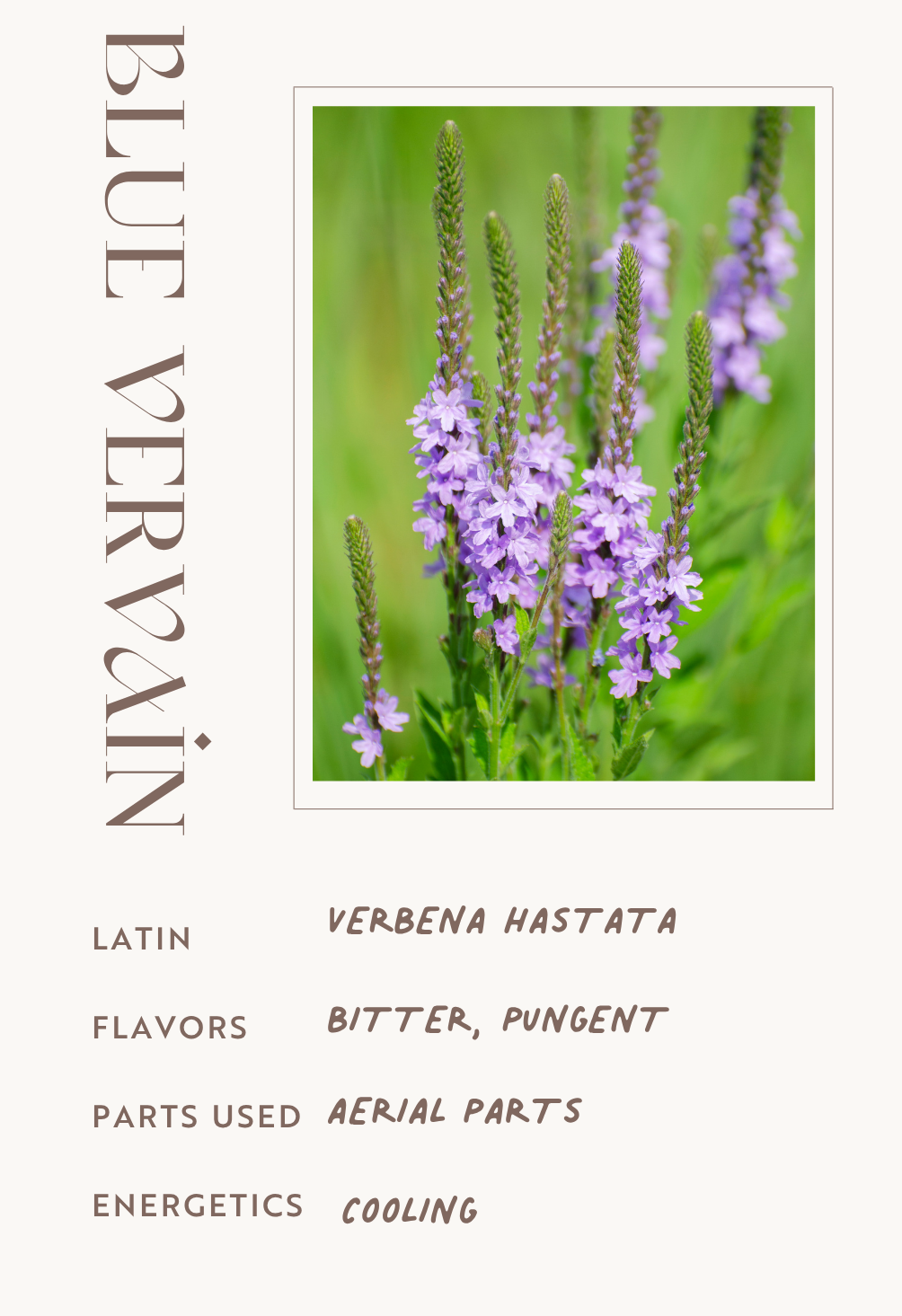Blue Vervain