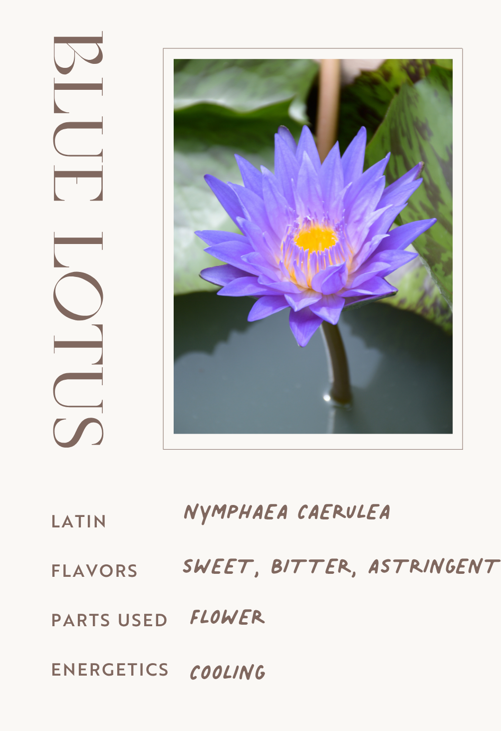 Blue Lotus