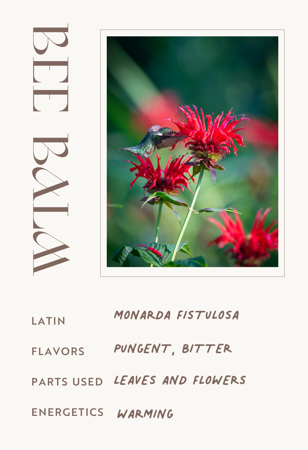 Bee Balm