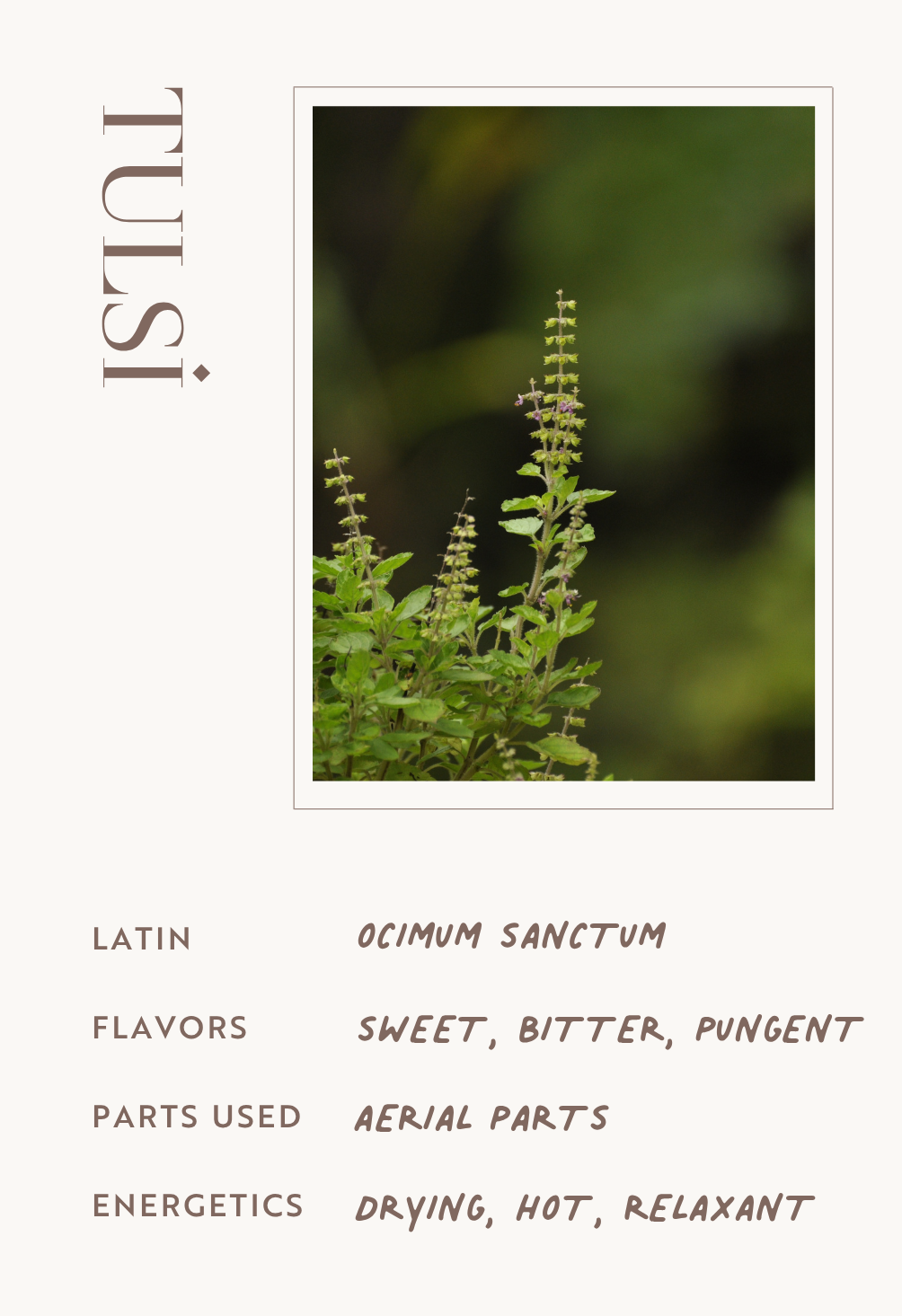 Tulsi (Holy Basil)