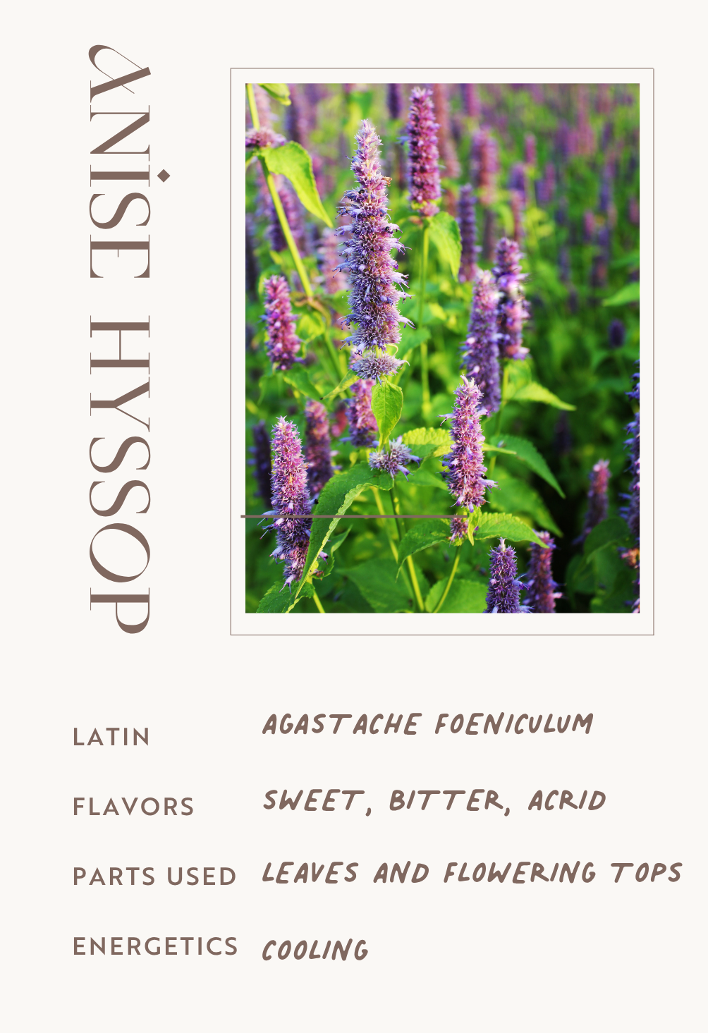Anise Hyssop