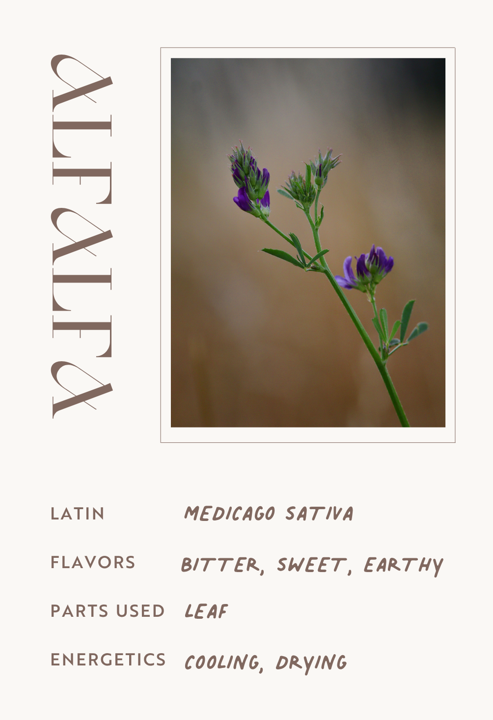Alfalfa