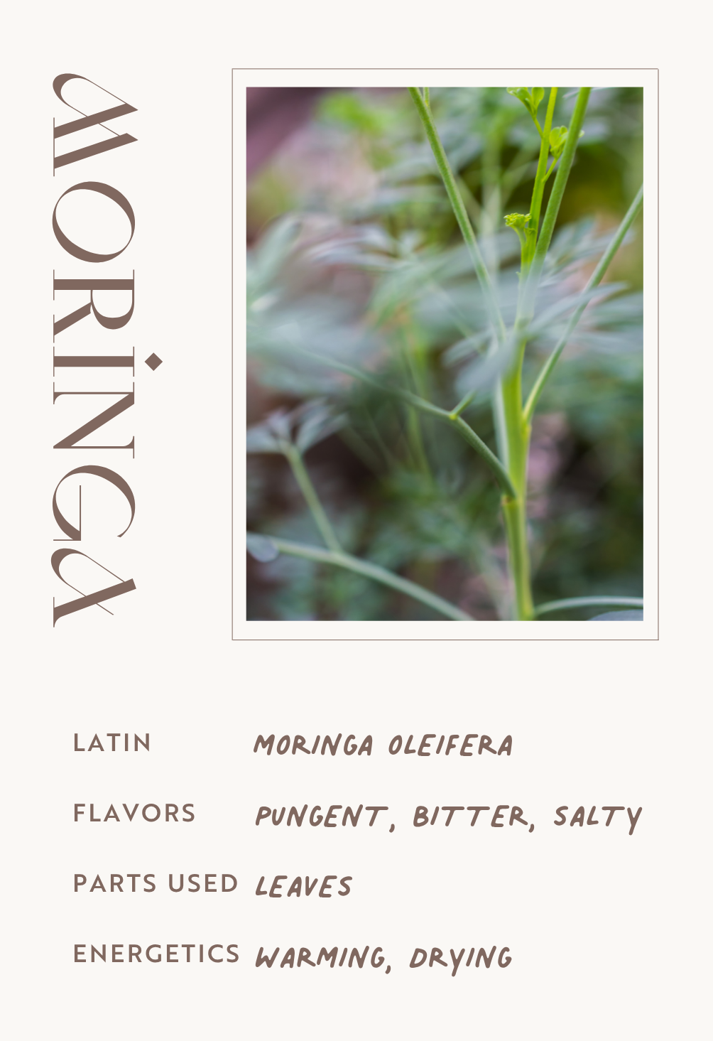 Moringa