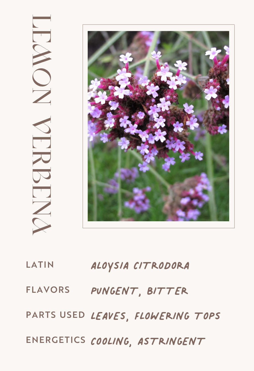 Lemon Verbena