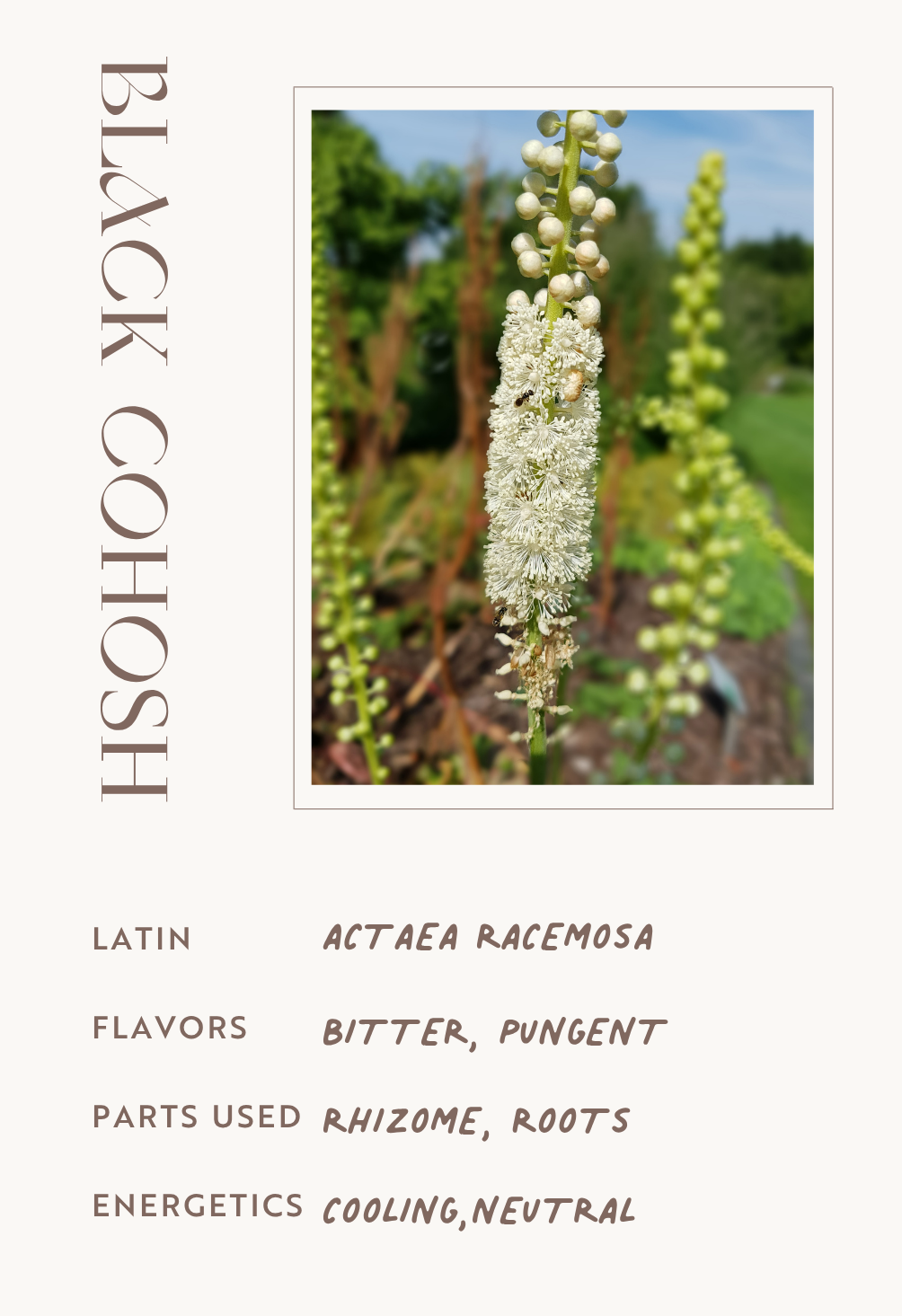 Black Cohosh