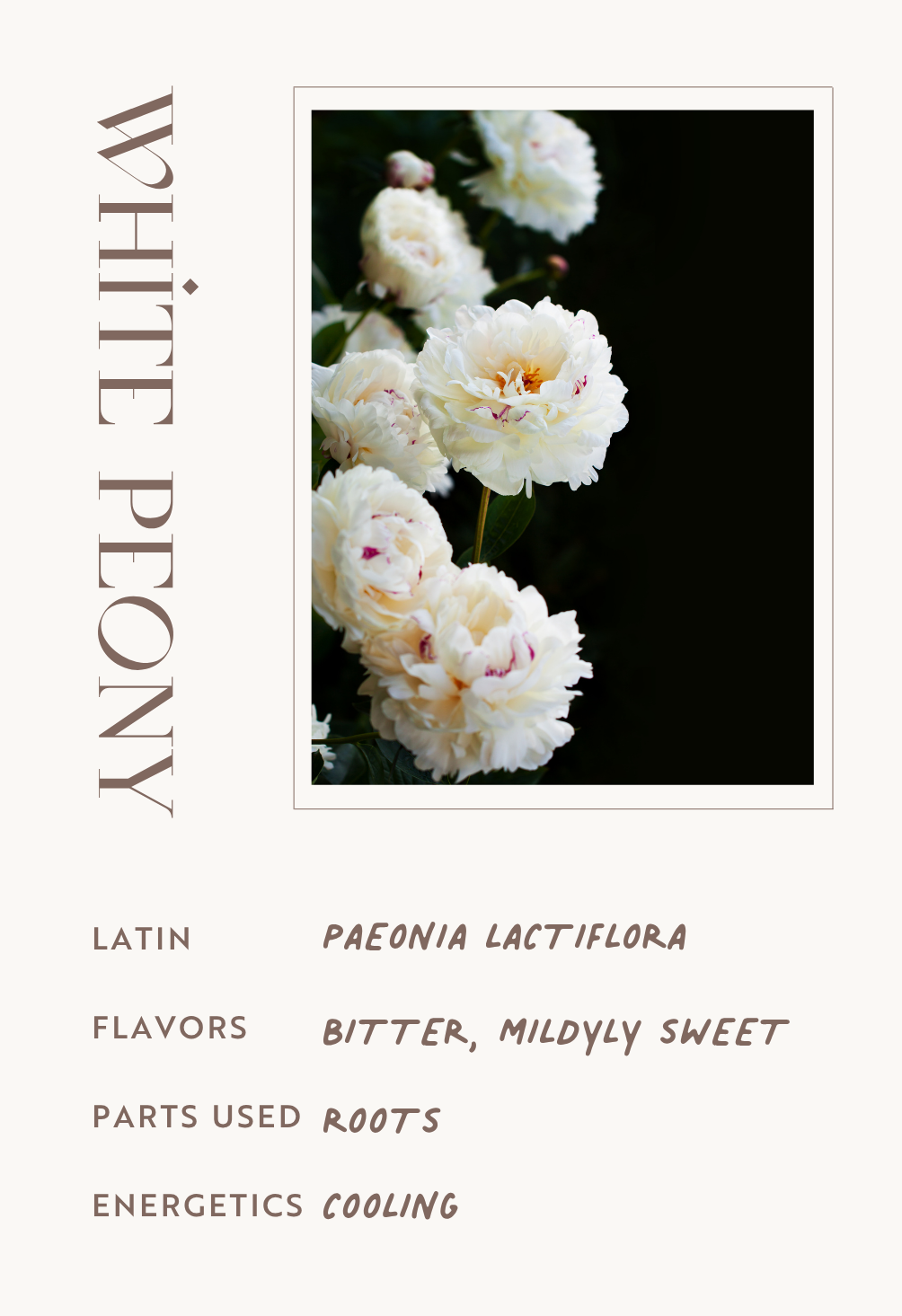 White Peony