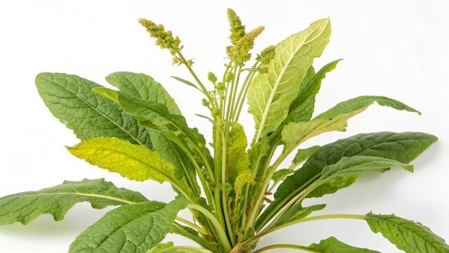 Yellow Dock bulk herb