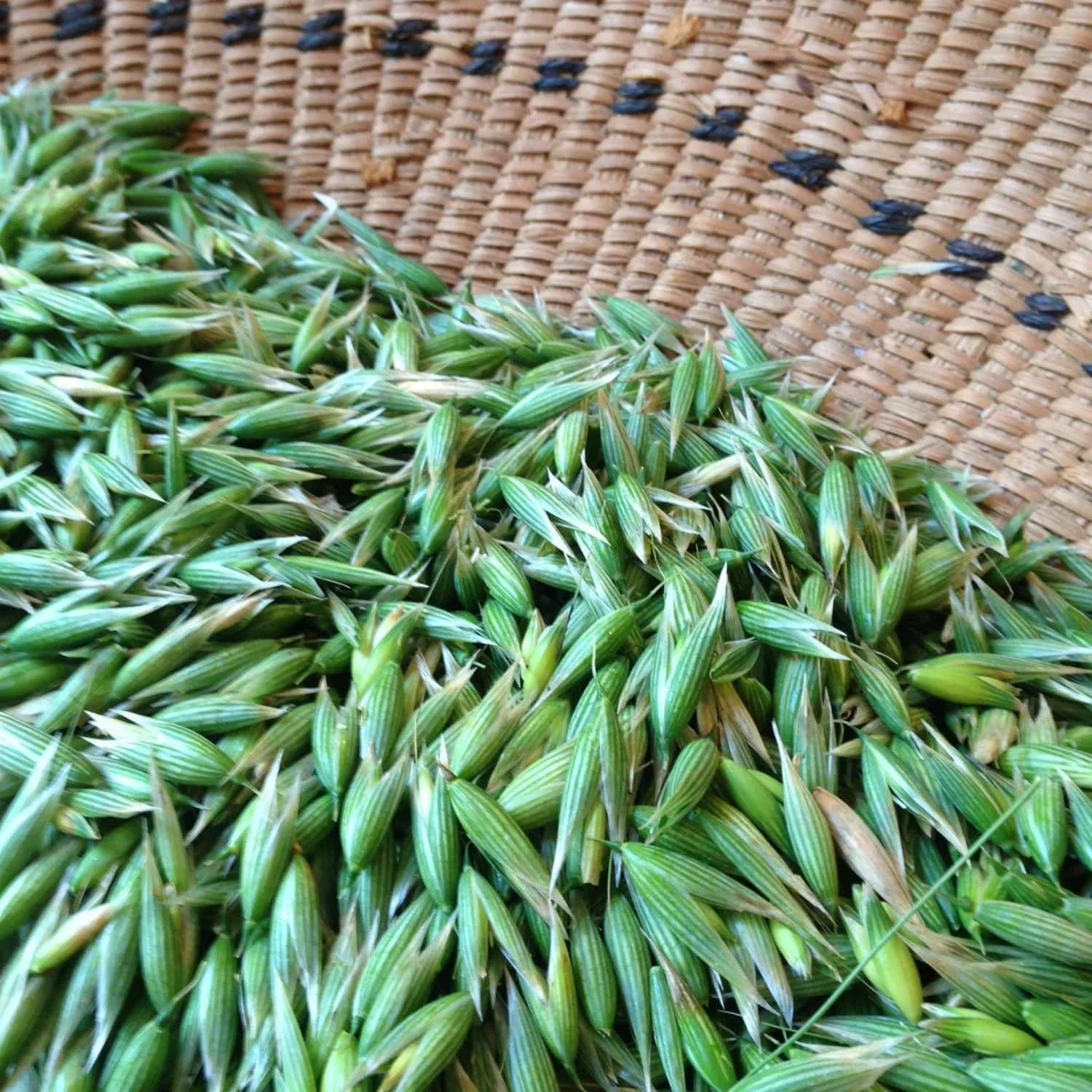 Milky Oats bulk herb