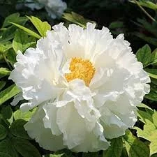 White Peony Root bulk herb