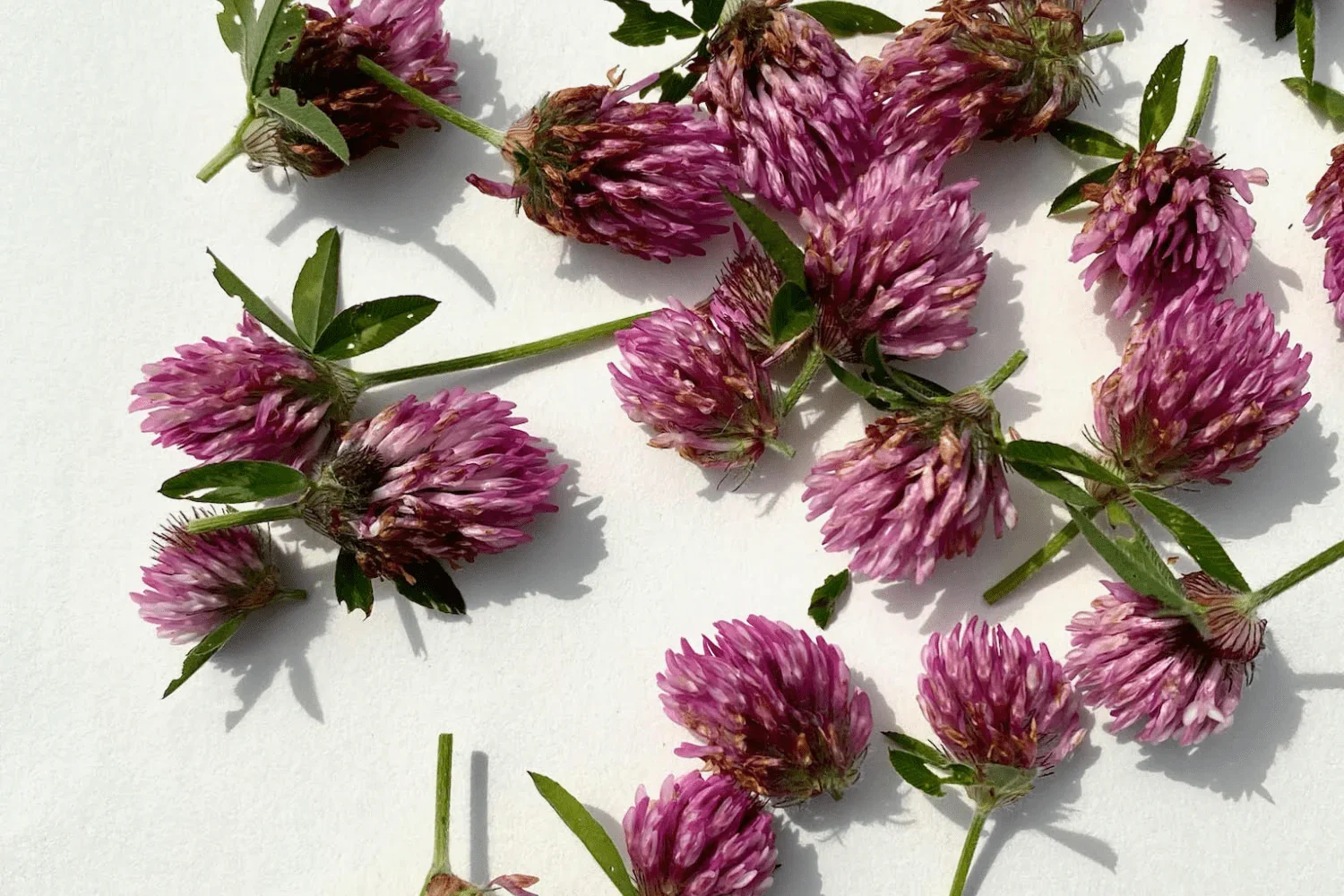 Red Clover Leaf bulk herb