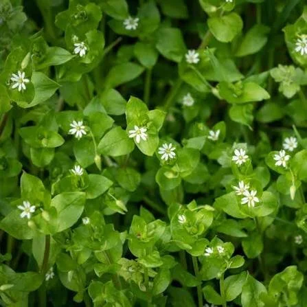 Chickweed bulk herb