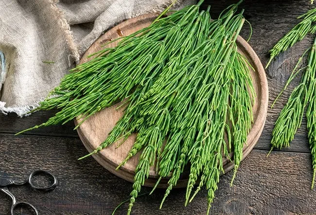 Horsetail bulk herb