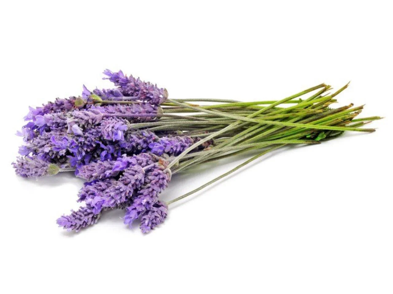 lavender for website.webp
