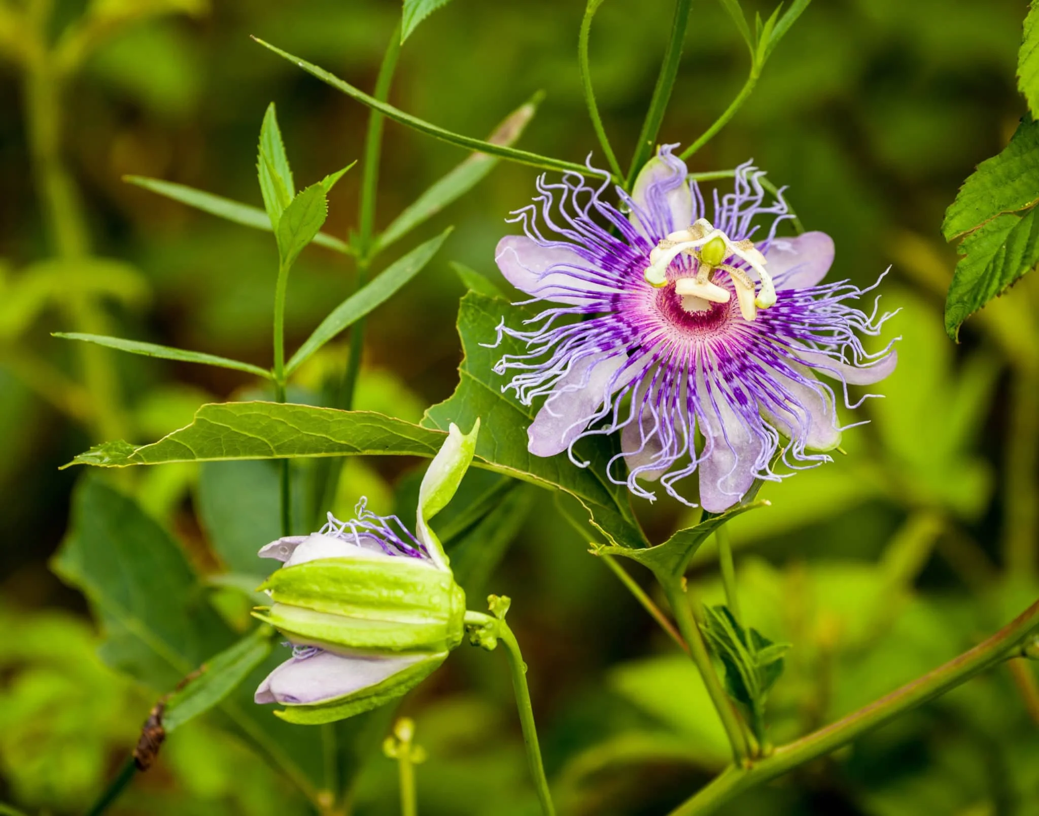Passionvine bulk herb