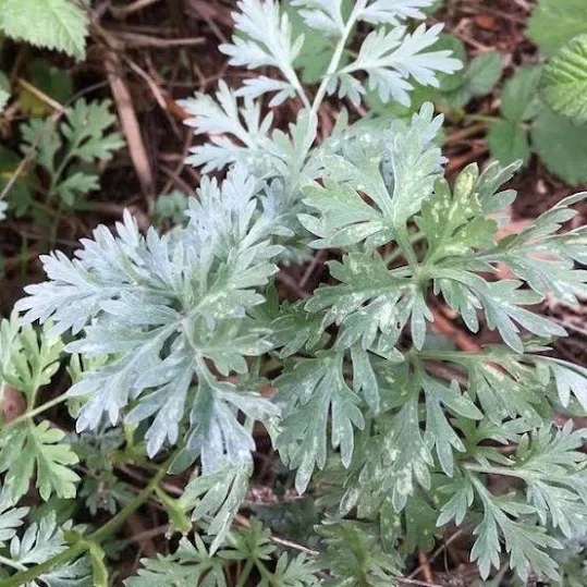 Wormwood bulk herb