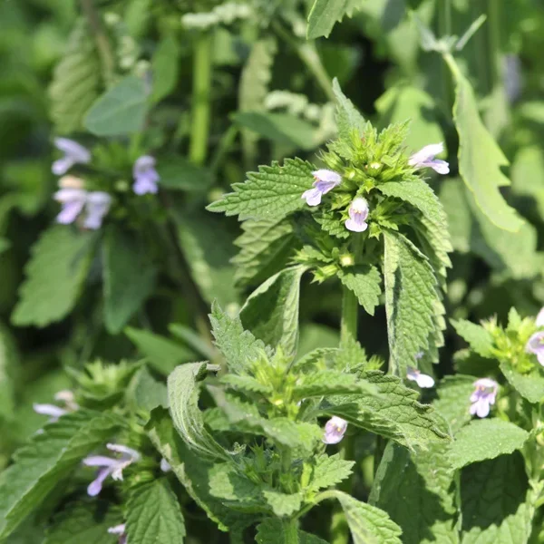 Lemon Balm bulk herb