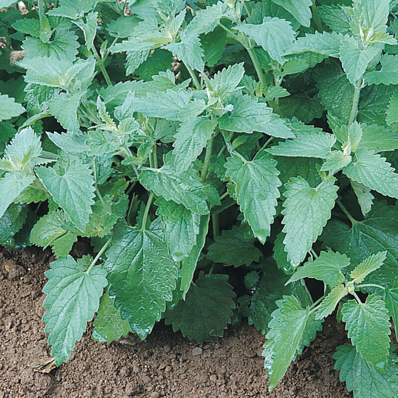 Catnip bulk herb