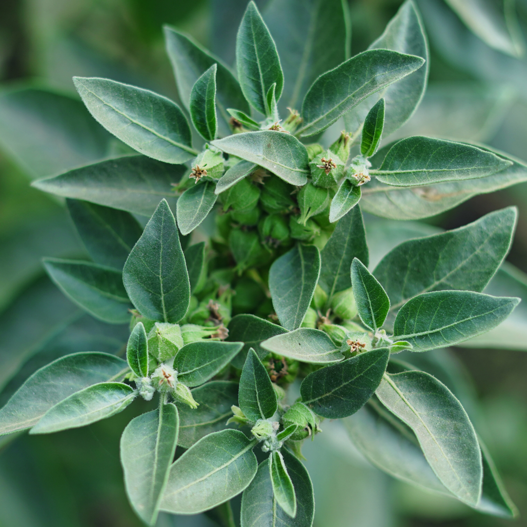 Ashwagandha bulk herb
