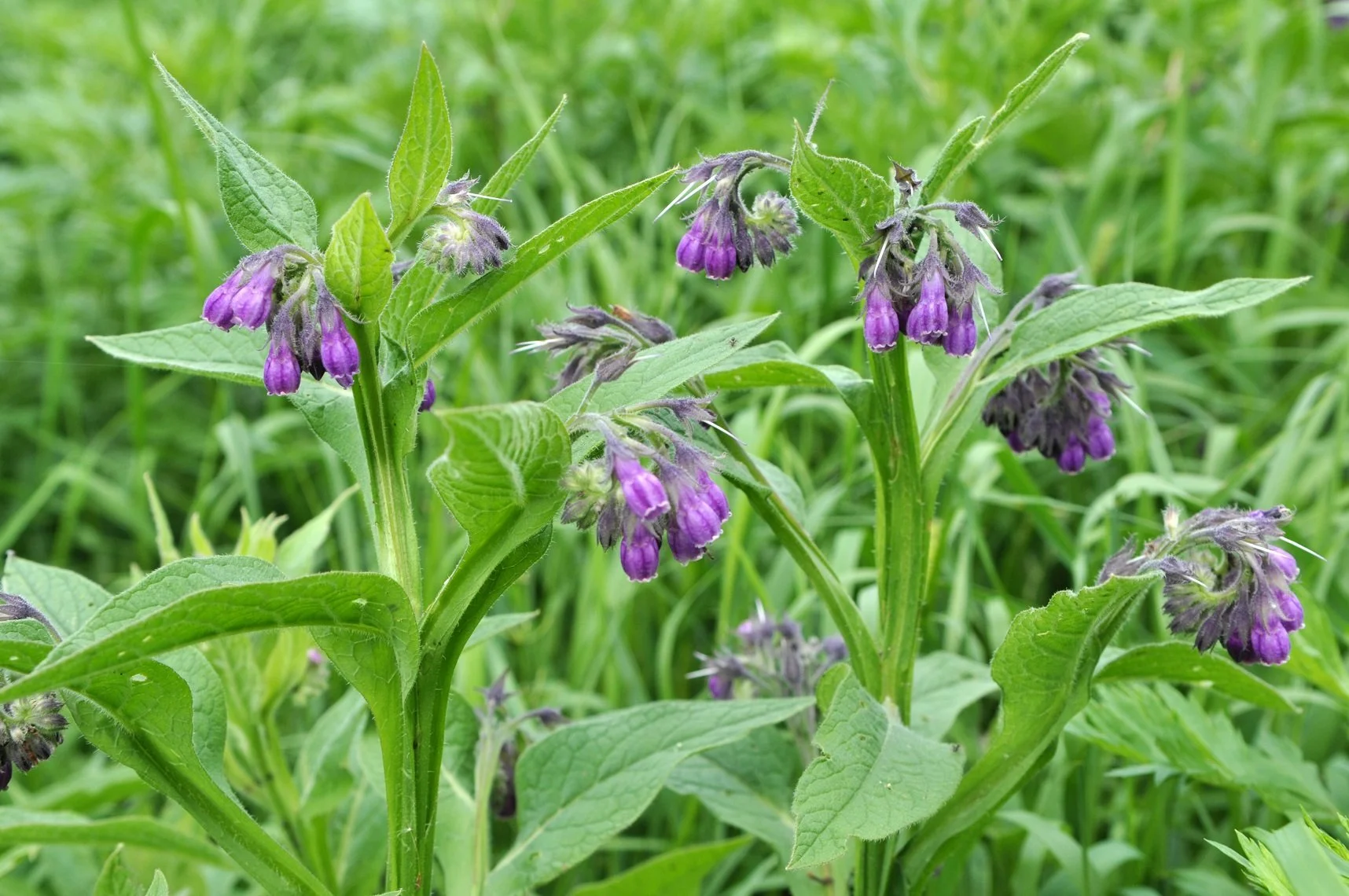 Comfrey bulk herb