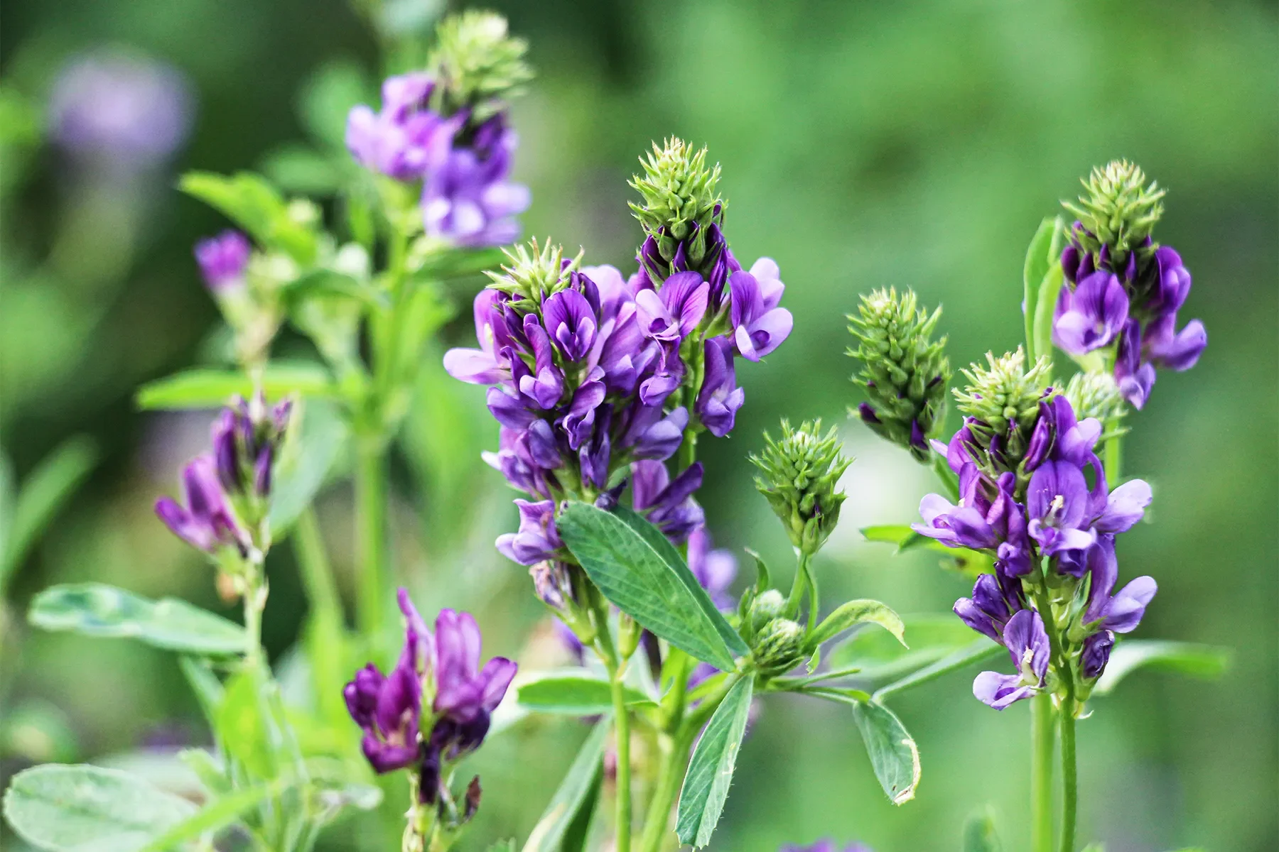 Alfalfa bulk herb