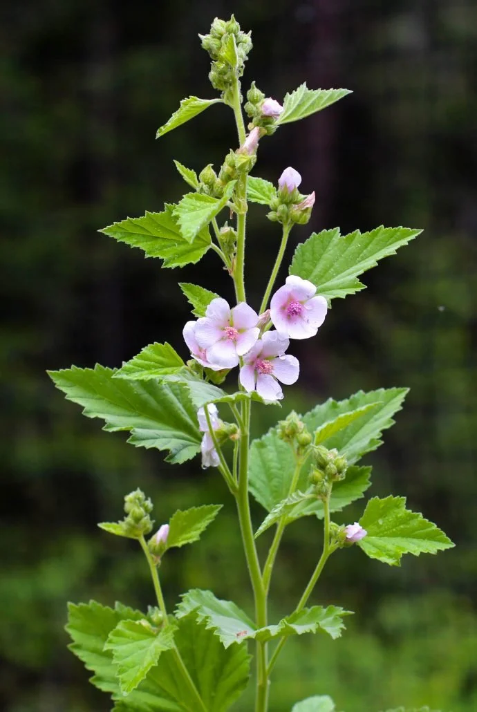 Marshmallow Leaf bulk herb