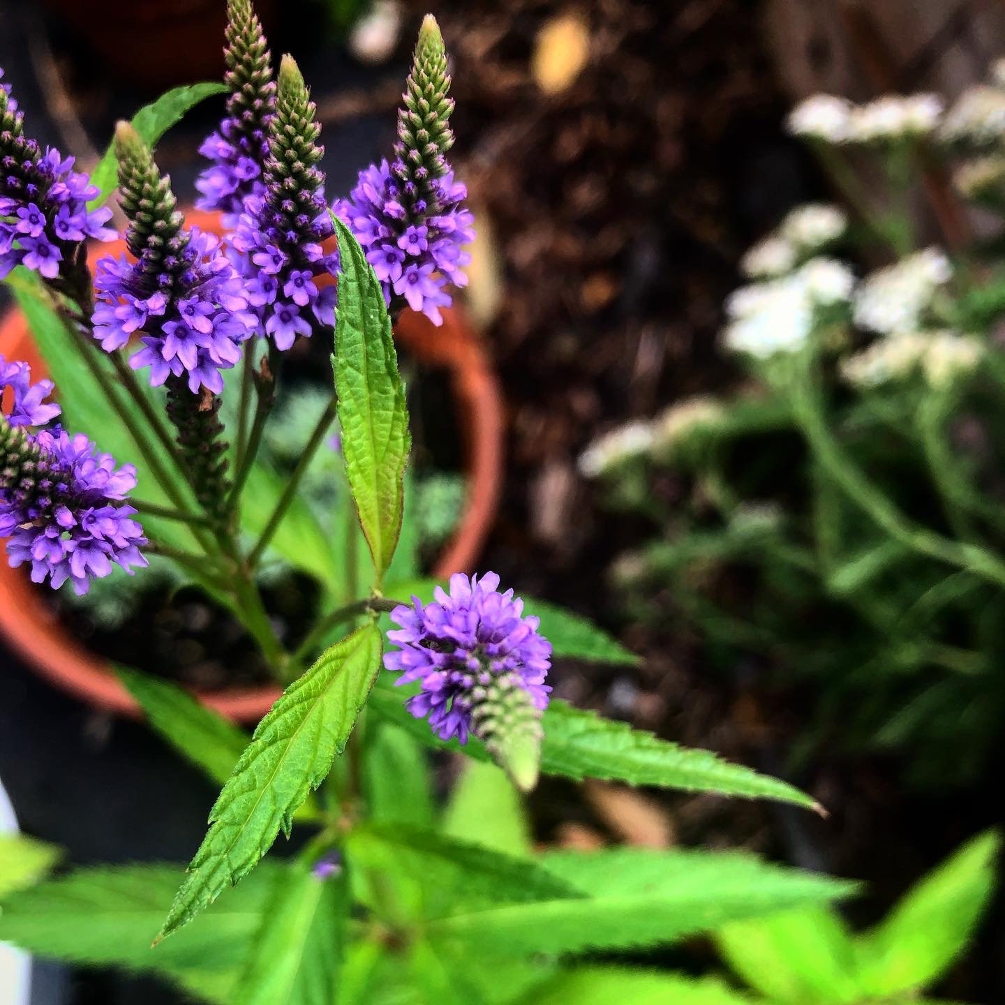 Blue Vervain bulk herb