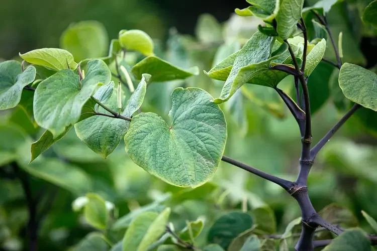 Kava Kava bulk herb