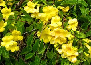 Cats Claw bulk herb