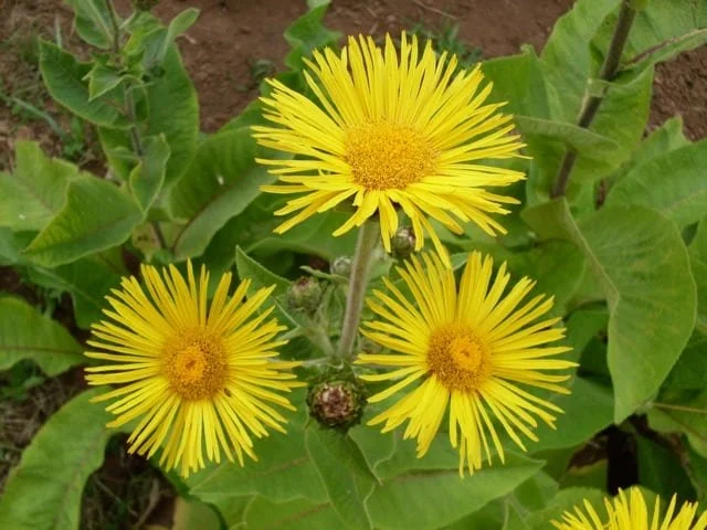 Elecampane bulk herb