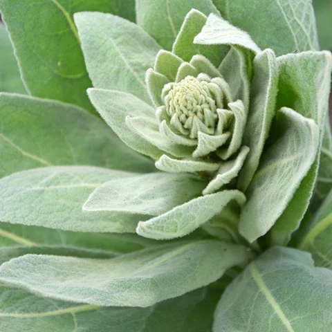 Mullien Leaf bulk herb