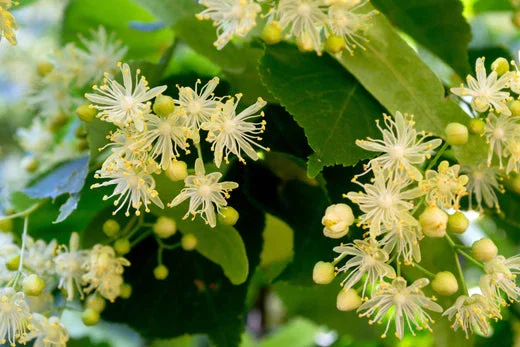 Linden bulk herb