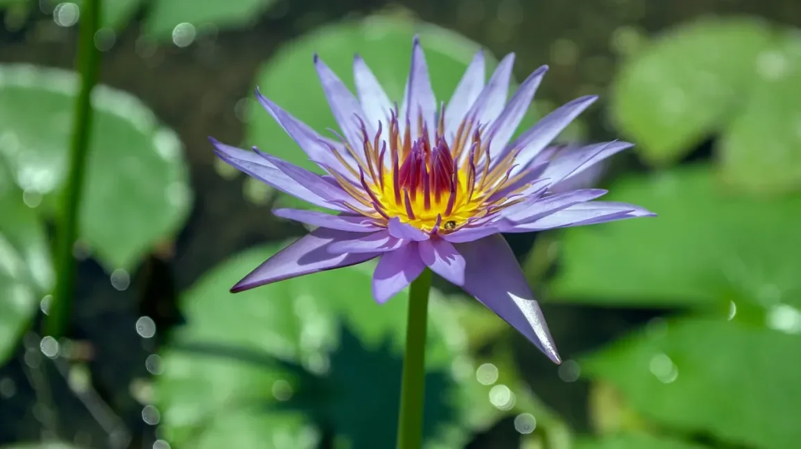 Blue Meditation Flower bulk herb