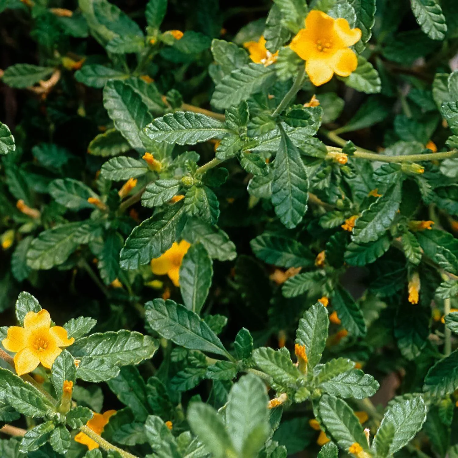 Damiana bulk herb