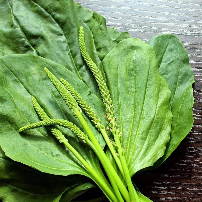 Plantain bulk herb