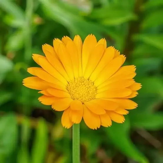 Calendula bulk herb
