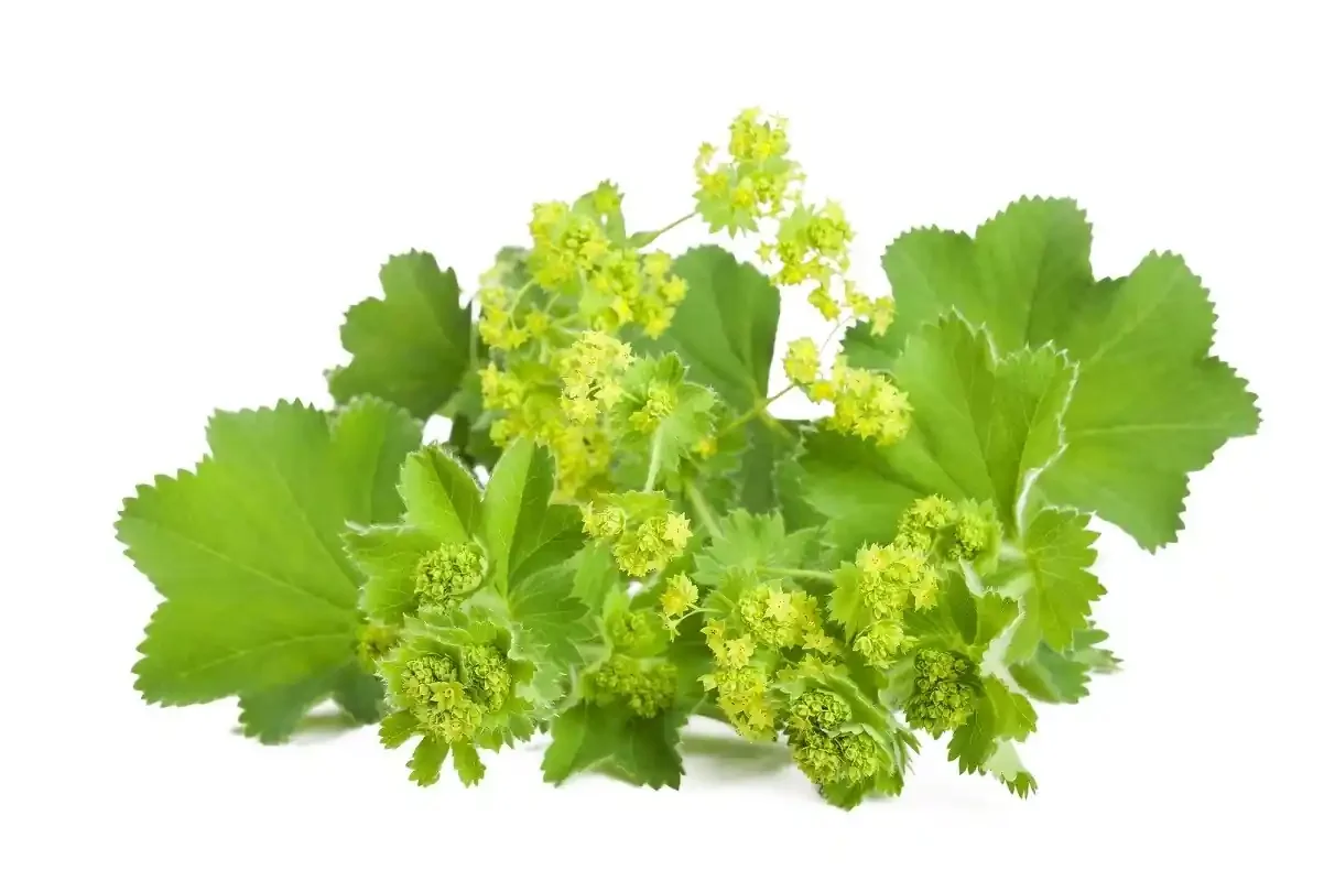 Lady's Mantle for website.webp