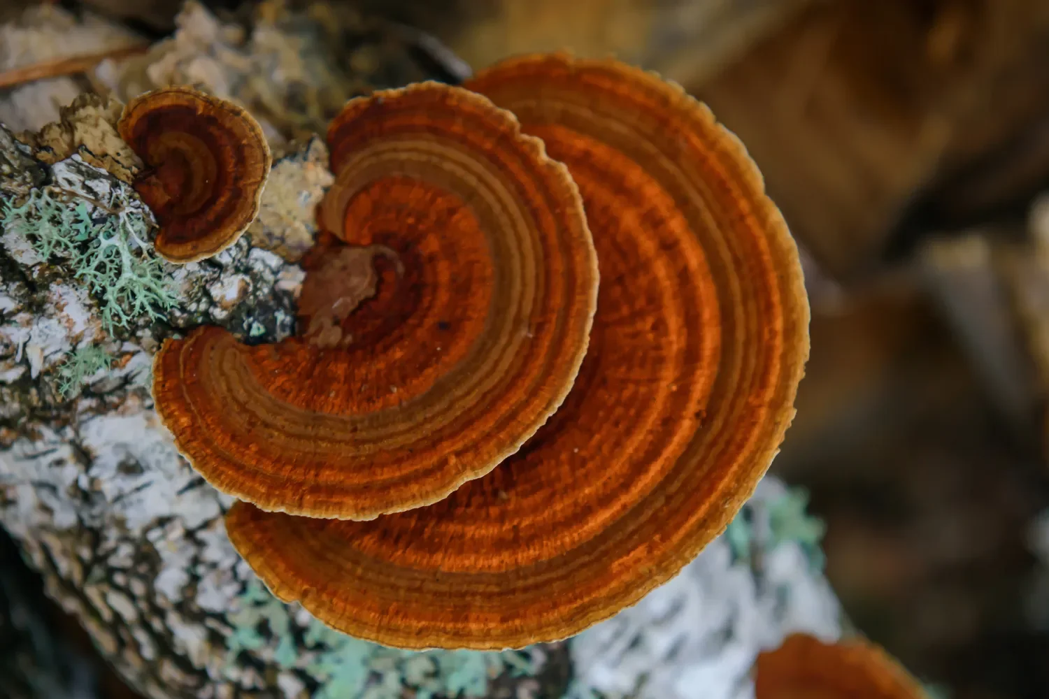 Chaga bulk herb