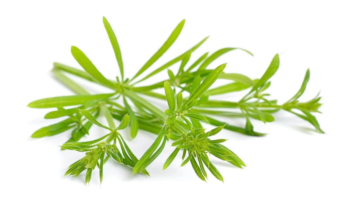Cleavers bulk herb