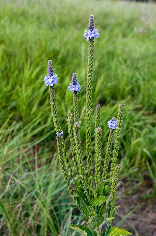 Blue Vervain bulk herb