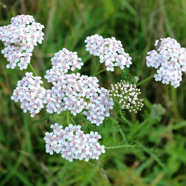 Yarrow bulk herb