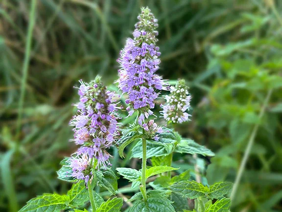 Spearmint bulk herb