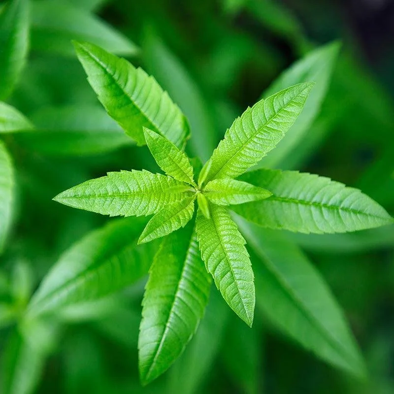 Lemon Verbena bulk herb