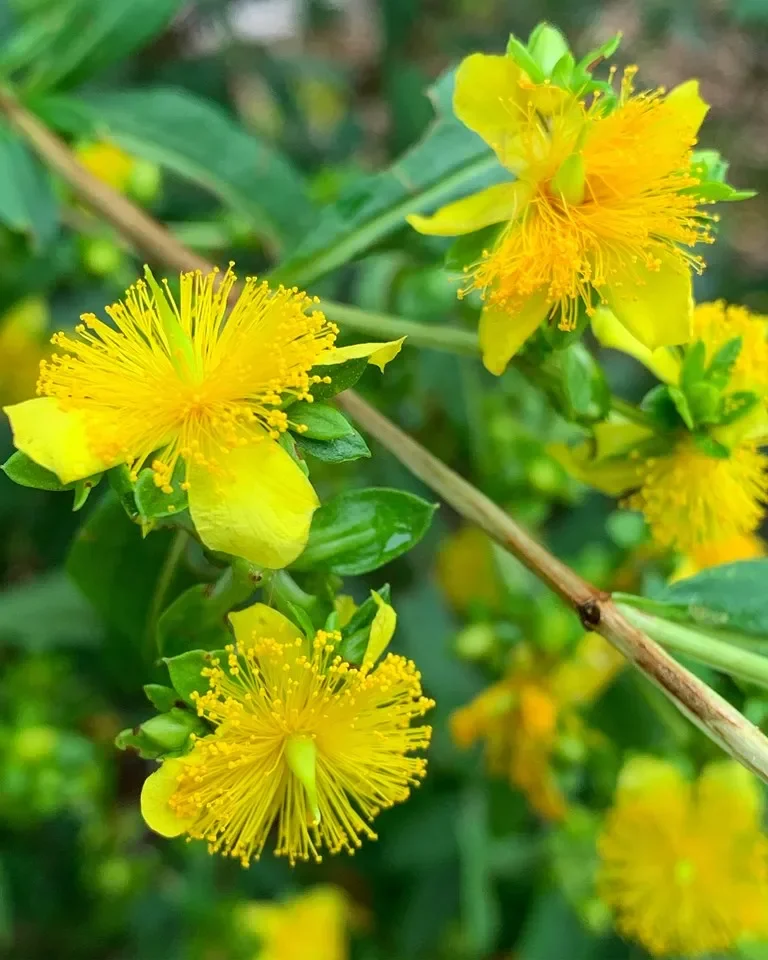 St. John's Wort bulk herb