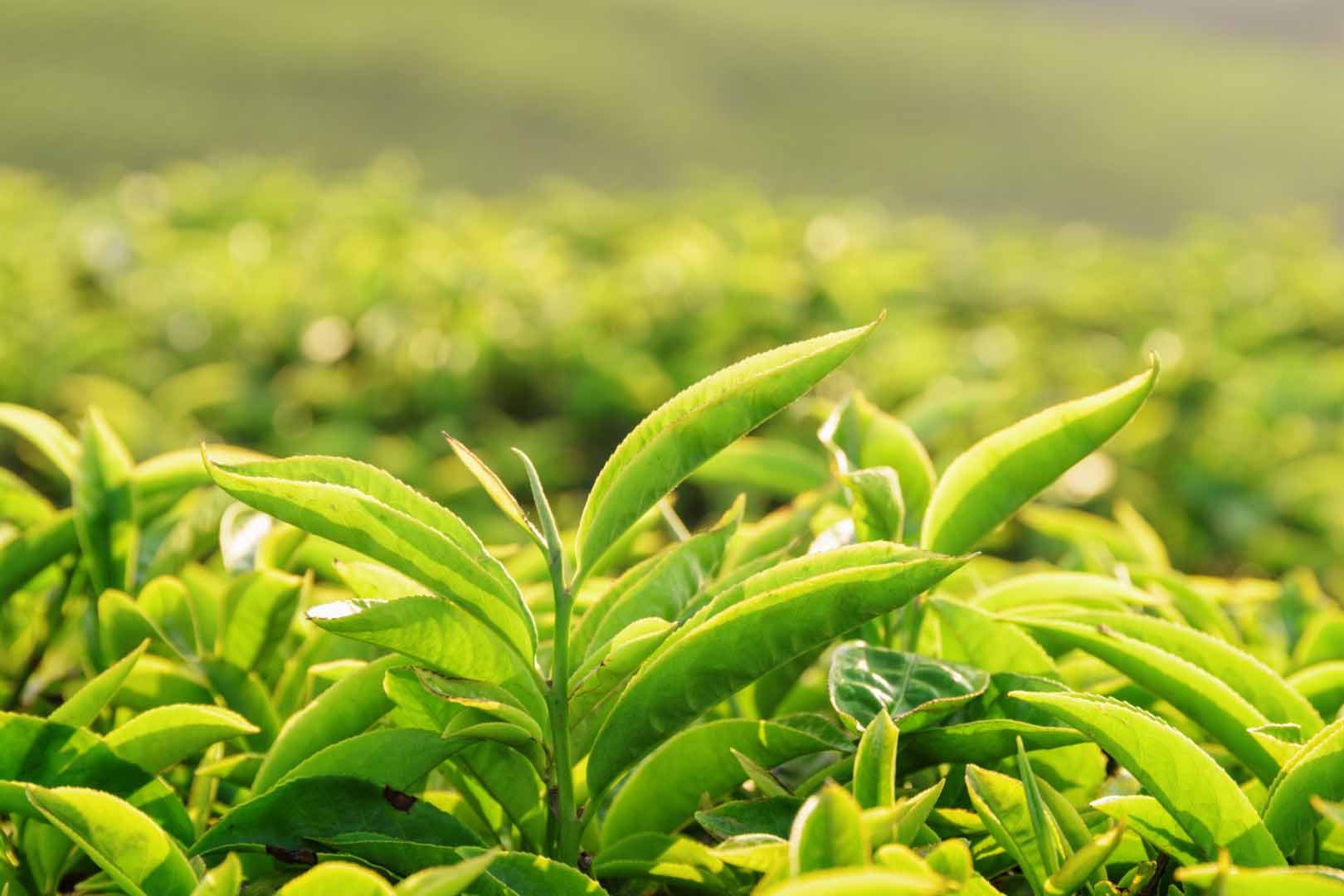 Green Tea bulk herb