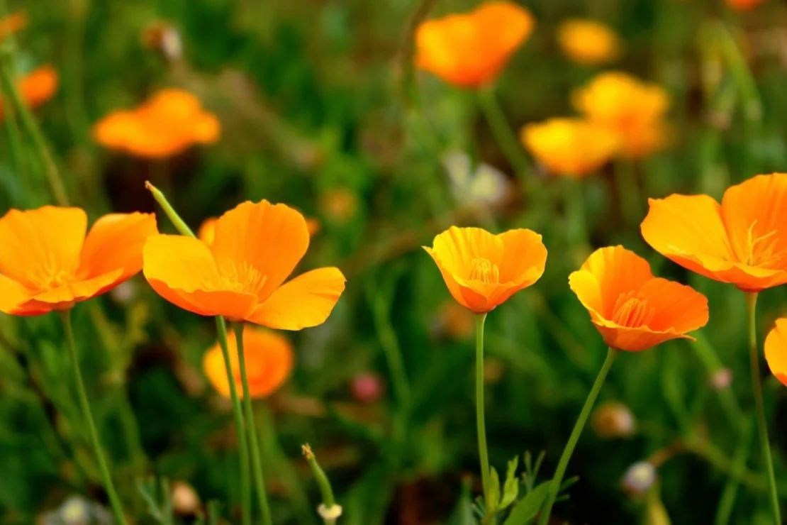 California Poppy bulk herb