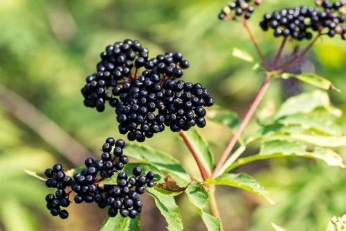 Elderberry bulk herb