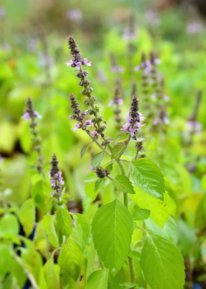 Tulsi bulk herb