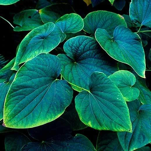 Kava Kava bulk herb