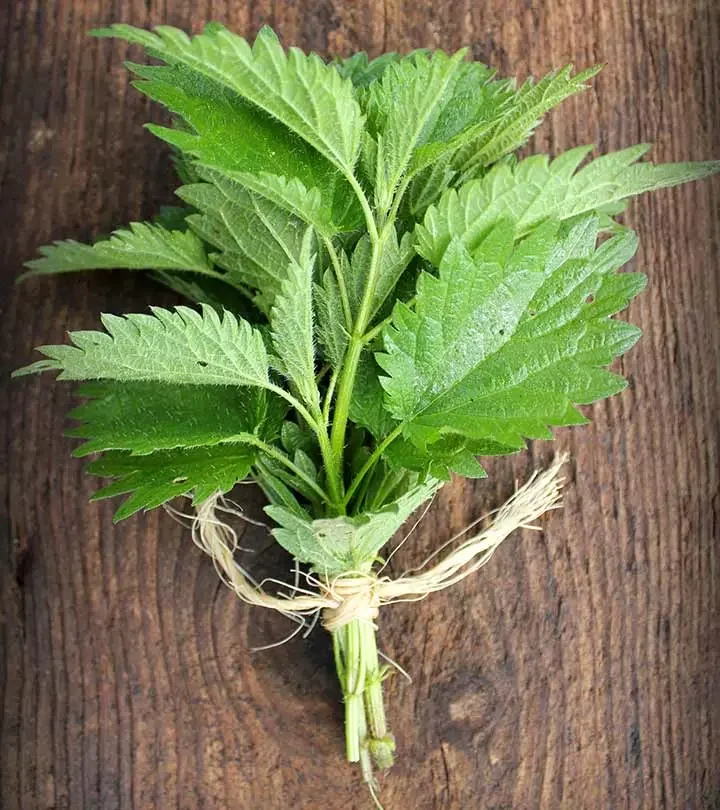 Nettle Leaf bulk herb
